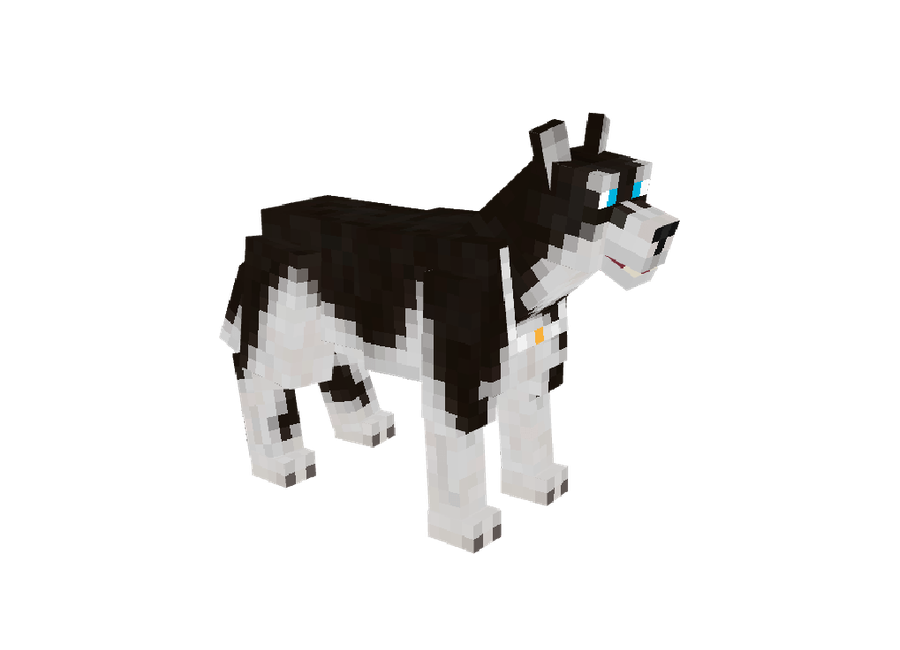 Pet Husky