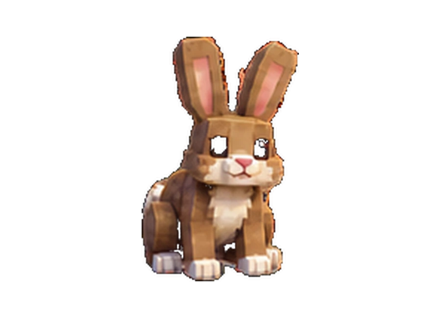 Pet Coelho